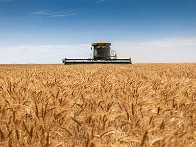 Hard Red Wheat Field